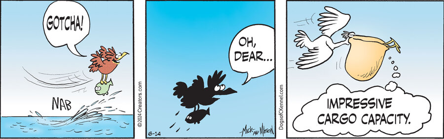 Dogs of C-Kennel for Jun 14, 2024