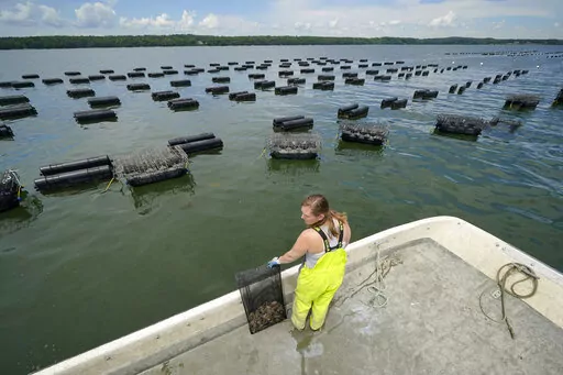 Kelly Punch of the Mere Point Oyster Co. prepares to harvest oysters from farm of floating crates on Maquoit Bay, Sunday, June 12, 2022, in Brunswick, Maine. Maine is producing more oysters than ever due to a growing number of shellfish farms that have launched off its coast in recent years. The state’s haul of oysters, the vast majority of which are from farms, grew by more than 50% last year to more than 6 million pounds. (AP Photo/Robert F. Bukaty)