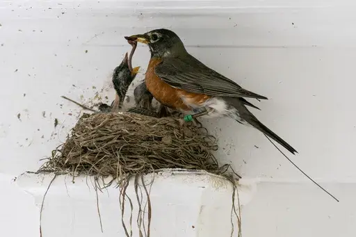 An American robin feeds a worm to her hungry nestlings on a front porch in Cheverly, Md., Sunday, May 9, 2021. (AP Photo/Carolyn Kaster, File)