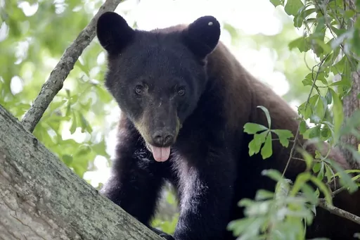 A Louisiana black bear, sub-species of the black bear that was protected under the Endangered Species Act, is seen in a water oak tree, May 17, 2015, in Marksville, La. A move is underway that wildlife advocates hope will persuade the state to end plans to overturn a nearly 40-year-old hunting ban on Louisiana black bears. The petition had just over 7,500 signatures as of Wednesday, Jan. 17, 2024. (AP Photo/Gerald Herbert, File)