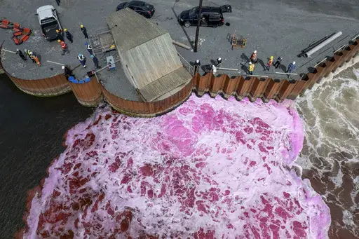 In this photo provided by the Ocean Alk-Align project, pink dye is released into Tufts Cove along Halifax Harbour in Nova Scotia, Canada, as part of a project by the company Planetary Technologies to test whether adding alkaline minerals to the ocean can help slow climate change, Thursday, Aug. 10, 2023. (Ocean Alk-Align project via AP)