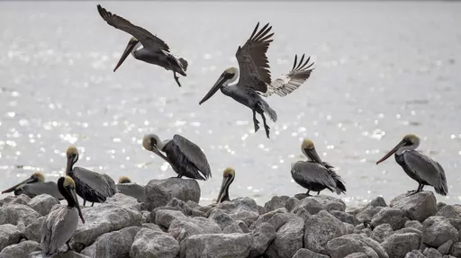 Brown and White Pelicans gather on the shoreline of Bess Island near Grand Isle, La. Monday, Feb. 3, 2020. Queen Bess Island is a 37-acre island located near Grand Isle in Jefferson Parish. It is the fourth largest brown pelican rookery in Louisiana, producing 15-20 percent of the state's nesting activity. It is also nesting habitat for about 10 species of nesting colonial water birds, such as tri-colored herons, great egrets and royal terns. (David Grunfeld/The New Orleans Advocate via AP)