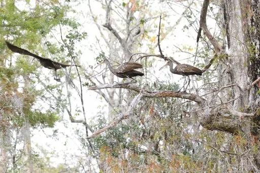 This photo, provided by Delaina LeBlanc,miigratory birds coordinator for the Barataria-Terrebonne National Estuary Program, shows speckled limpkins at Lake LeBoeuf in Louisiana on Dec. 27, 2021. LeBoeuf and Nicholls State University graduate students Shasta Kamara and Casey Greufe are conducting Louisiana's first census of the bird, which is widespread in South America but in the U.S. is known to live only in Florida and south Georgia.  (Delaina LeBlanc via AP)
