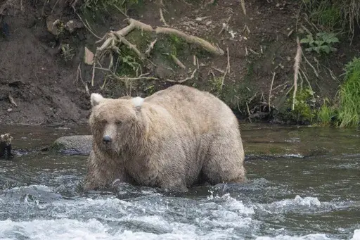In this photo provided by the National Park Service is Grazer, the winner of the 2023 Fat Bear Contest, at Katmai National Park, Alaska on Sept. 14, 2023. (F. Jimenez/National Park Service via AP, File)
