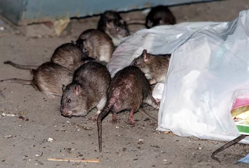 Rats swarm around a bag of garbage near a dumpster in New York on July 7, 2000. A study published Wednesday, April 3, 2024, in the journal Science Advances suggests that brown rats crawled off ships arriving in the Americas earlier than previously thought and out-competed rodent rivals – infuriating and disgusting generations of city-dwellers and becoming so ubiquitous in North American cities that they’re known as common rats, street rats or sewer rats. (AP Photo/Robert Mecea, File)