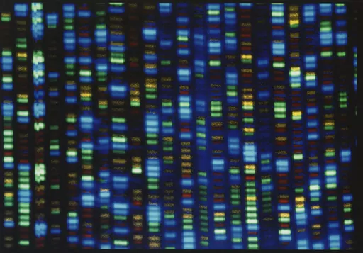 This undated image made available by the National Human Genome Research Institute shows the output from a DNA sequencer. The much-heralded Human Genome Project was a huge milestone for science, but most of that genetic blueprint came from one man from Buffalo, N.Y. On Wednesday, May 10, 2023, scientists announced they have sequenced the genomes of 47 people from around the world, allowing scientists to be able to look at what's normal and what's not across people and learn more about what genes 