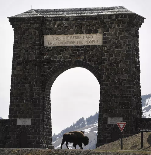 In this April 15, 2008, file photo, a bison makes its way across the historic gate to Yellowstone National Park at Gardiner, Mont. As Yellowstone National Park in Wyoming opens for the busy summer season, wildlife advocates are leading a call for a boycott of the conservative ranching state over laws that give people wide leeway to kill gray wolves with little oversight. (James Woodcock/The Billings Gazette via AP, File)