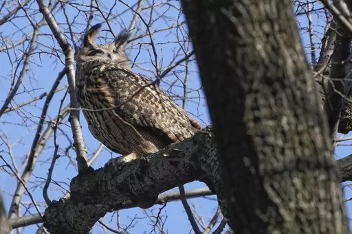 A Eurasian eagle-owl named Flaco sits in a tree in New York's Central Park, Feb. 6, 2023. Flaco, New York City’s widely-mourned celebrity owl, was suffering from a severe pigeon-borne illness and high levels of rat poison when he fatally crashed into a building last month, officials at the Bronx Zoo said on Monday, March 25, 2024. (AP Photo/Seth Wenig, File)