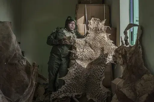 Ousmane Sambou, a sergeant with Senegal's Direction of National Parks, holds up a confiscated leopard skin at the DPN headquarters in Tambacounda, Senegal on Monday, Jan. 13, 2025. (AP Photo/Annika Hammerschlag)