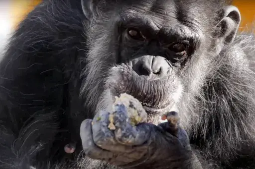 In this image taken from a video provided by the National Institutes of Health, a retired research chimpanzee eats, Oct. 2019, at the Alamogordo Primate Facility in southern N.M. (National Institutes of Health via AP)
