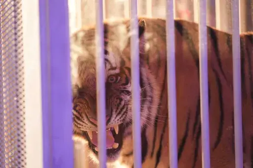 A live tiger is rolled into Tiger Stadium before an NCAA college football game between LSU and Alabama in Baton Rouge, La., Saturday, Nov. 9, 2024. (AP Photo/Gerald Herbert)