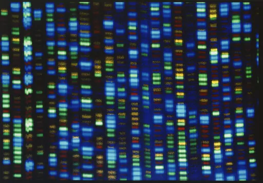 This undated image made available by the National Human Genome Research Institute shows the output from a DNA sequencer. In research published in the journal Science on Thursday, March 31, 2022, scientists announced they have finally assembled the full genetic blueprint for human life, adding the missing pieces to a puzzle nearly completed two decades ago. An international team described the sequencing of a complete human genome, the set of instructions to build a human being. (NHGRI via AP)
