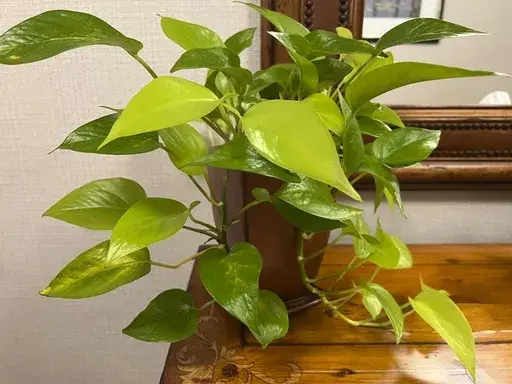 This June 25, 2023, image provided by Jessica Damiano shows a potted pothos plant in Hawley, Pa. Pothos plants make good office plants because they can thrive under fluorescent lighting in windowless spaces. (Jessica Damiano via AP)
