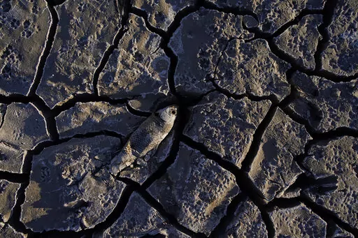 A dead fish that used to be underwater sits on cracked earth above the water level on Lake Mead at the Lake Mead National Recreation Area on May 9, 2022, near Boulder City, Nev. Federal officials on Tuesday, Aug. 16, 2022, are expected to announce water cuts that would further reduce how much Colorado River water some users in the seven U.S. states reliant on the river and Mexico receive. (AP Photo/John Locher, File)