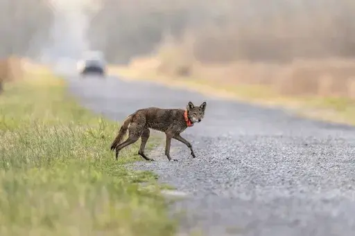 A red wolf crosses a road on the Alligator River National Wildlife Refuge, March 23, 2023, near Manns Harbor, N.C. (AP Photo/David Goldman, File)