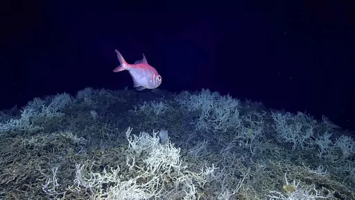 In this image provided by NOAA Ocean Exploration, an alfonsino fish swims above a thicket of Lophelia pertusa coral during a dive on a cold water coral mound in the center of the Blake Plateau off the southeastern coast of the U.S., in June 2019. In January 2024, scientists announced they have mapped the largest coral reef deep in the ocean, stretching hundreds of miles off the U.S. coast. While researchers have known since the 1960s that some coral were present off the Atlantic coast, the reef'