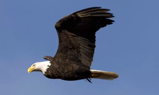 A bald eagle flies over the Harrison River near Harrison Mills, British Columbia, Wednesday, Nov. 21, 2013. A 20-year-old Louisiana man has been sentenced to 30 days in prison and a year on supervised release for possessing a bald eagle feather, federal prosecutors said Wednesday, Feb. 16, 2022. (Jonathan Hayward/The Canadian Press via AP, File)