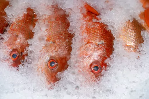 Red snapper is displayed for sale at the Eastern Market on Capitol Hill in Washington on Nov. 11, 2021. Anglers will be able to go after red snapper off Louisiana for eight more days, starting at 12:01 a.m. Friday, Oct. 7, 2022. (AP Photo/J. Scott Applewhite, File)