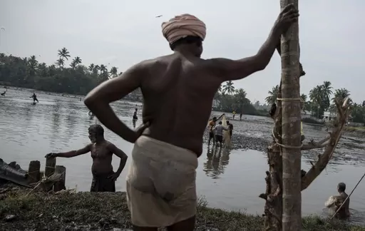 People fish at a tidal swamp after water is drained at the end of prawn farming season before preparing the field for pokkali rice cultivation in Kochi, Kerala, India, April 14, 2021. Traditionally, pokkali has been cultivated for half of the year, with farmers dedicating the other six months to prawns. (AP Photo/R S Iyer, File)