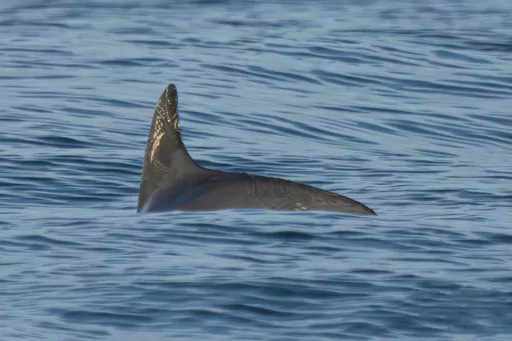In this photo courtesy of the Sea Shepherd Conservation Society, a vaquita marina swims in the Biosphere Reserve of the Upper Gulf of California and Colorado River Delta, in the Sea of Cortez, Mexico, May 20, 2023. Experts on the expedition estimate they saw between 10 and 13 of the porpoises during nearly two weeks of sailing in May 2023 in the Gulf of California. (Sea Shepherd Conservation Society via AP)