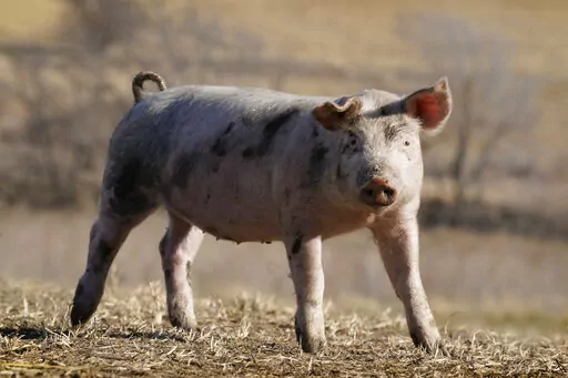 In this Dec. 2, 2021, photo a hog walks in a pasture on a farm near Elliott, Iowa. Hog farmers that already comply with a California animal welfare law approved by voters in 2018 stand to benefit when the regulations are implemented. But it's unclear if that will ever happen. The law should have taken effect in January, but the state has yet to fully write and approve the necessary regulations, and a state judge delayed enforcement because of that. Then the U.S. Supreme Court agreed to hear a ca