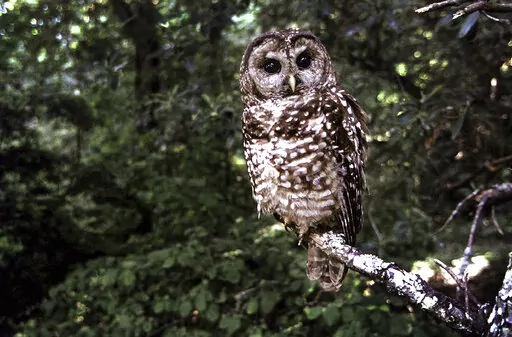 In this June 1995, file photo a Northern Spotted owl sits on a branch in Point Reyes, Calif. Wildlife officials say the northern spotted owl has been listed under the California Endangered Species Act. A federal judge on July 5, 2022, threw out a host of actions by the Trump administration to roll back protections for endangered or threatened species, a year after the Biden administration said it was moving to strengthen those species protections.  (AP Photo/Tom Gallagher, File)