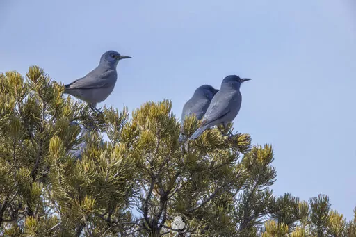 In this undated image provided by Christina M. Selby, three pinyon jays sit in a piñon tree in northern New Mexico. The environmental group Defenders of Wildlife announced Tuesday, April 26, 2022, that it is petitioning the U.S. Fish and Wildlife Service to protect the bird under the Endangered Species Act. (Christina M. Selby via AP)