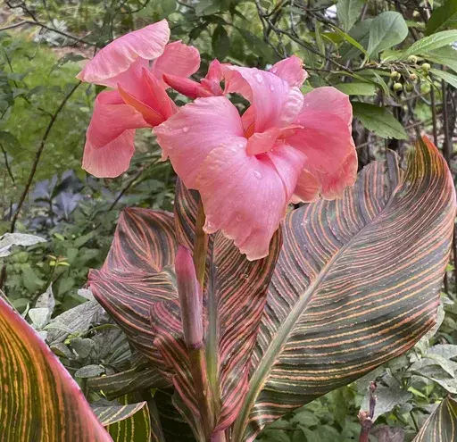 This 2024 image provided by Chris Petersen shows a Canna 'Pink Sunburst' plant in bloom in Asharoken, N.Y. (Chris Petersen via AP)