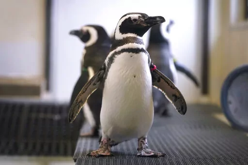 Magellan penguins stand in their enclosure at the Blank Park Zoo, Tuesday, April 5, 2022, in Des Moines, Iowa. Zoos across North America are moving their birds indoors and away from people and wildlife as they try to protect them from the highly contagious and potentially deadly avian influenza. Penguins may be the only birds visitors to many zoos can see right now, because they already are kept inside and usually protected behind glass in their exhibits, making it harder for the bird flu to rea
