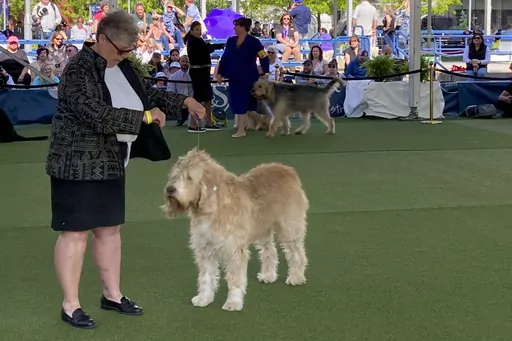 CORRECTS SPELLING OF PHOTOGRAPHER'S LAST NAME TO PELTZ INSTEAD OF PELL - Owner-handler Debbie Develin shows Tips, an otterhound, in breed competition during the 147th Westminster Kennel Club Dog show, Monday, May 8, 2023, at the USTA Billie Jean King National Tennis Center in New York. (AP Photo/Jennifer Peltz)
