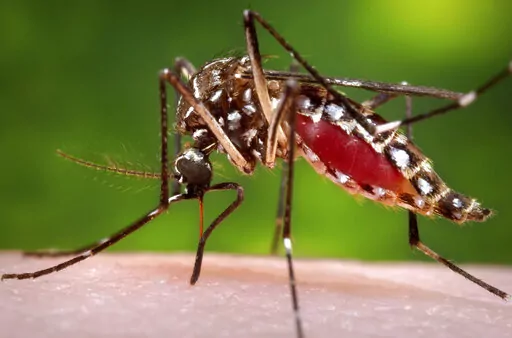 This 2006 file photo provided by the Centers for Disease Control and Prevention shows a female Aedes aegypti mosquito in the process of acquiring a blood meal from a human host. A study published Tuesday, Oct. 18, 2022, in the journal Cell, finds that certain people really are “mosquito magnets” who get bitten more than others — and it probably has to do with the way they smell.  (James Gathany/Centers for Disease Control and Prevention via AP, File)
