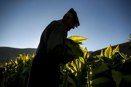 Zekariya Cektir, 75, collects tobacco leaves in a field near Kurudere village, Adiyaman province, southeast Turkey, Wednesday, Sept. 28, 2022. Tobacco growers in southeast Turkey's Celikhan district are feeling the pinch as annual inflation reaches a new 24-year high. Official data released Monday Oct. 3, 2022 shows consumer prices rise 83.45% from a year earlier, further hitting households already facing high energy, food and housing costs. Experts say the real rate of inflation is much higher 