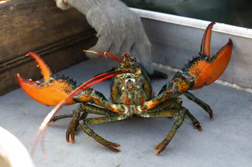 A lobster rears its claws after being caught off Spruce Head, Maine, Aug. 31, 2021. Environmental groups are once again at odds with politicians and fishermen in New England in the wake of a decision by high-end retail giant Whole Foods to stop selling Maine lobster. (AP Photo/Robert F. Bukaty, File)