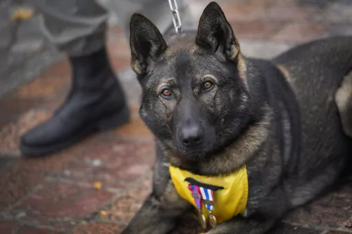 A French soldier with his dog Sparcel stands at attention during a ceremony in Suippes, eastern France, Thursday, Oct. 20, 2022. France inaugurated on Thursday its first memorial paying tribute to all "civilian and military hero dogs" in Suippes, in eastern France. The monument is located on a key World War I site, echoing the important role played by dogs in U.S. and European armies at the time. (AP Photo/Christophe Ena)