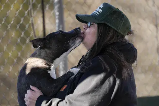 Volunteer Adrian Bucnick spends time with a dog at the Metro Animal Care and Control facility Thursday, Feb. 20, 2025, in Nashville, Tenn. (AP Photo/George Walker IV)