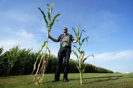 Cameron Sorgenfrey holds a tall corn stalk next to a short corn stalk along one of his fields, Monday, Sept. 16, 2024, in Wyoming, Iowa. (AP Photo/Charlie Neibergall)