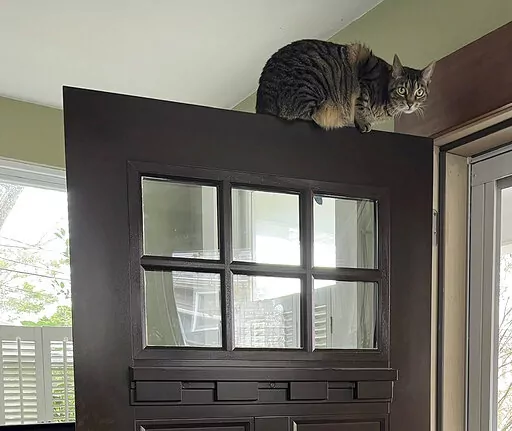 This December, 2022, photo provided by Jessica Damiano shows a cat perched on top of an entrance door. Because cats have exceptional agility and climbing skills, it can be difficult, if not impossible, to place plants and other items out of their reach. (Jessica Damiano via AP)