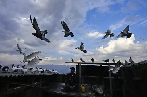 A Kashmiri pigeon handler feeds his pigeons from his rooftop in Srinagar, Indian controlled Kashmir,  June 17, 2022. The centuries-old tradition of pigeon keeping has remained ingrained to life in the old quarters of Srinagar where flocks of pigeons on rooftops, in the courtyards of mosques and shrines and around marketplaces are a common sight. Many of these are domesticated, raised by one of the thousands of pigeon keepers there. (AP Photo/Mukhtar Khan)