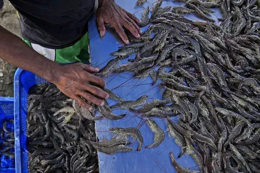 A worker sorts shrimps at a farm in Kebumen, Centra Java, Indonesia, Tuesday, Sept. 24, 2024. (AP Photo/Dita Alangkara)