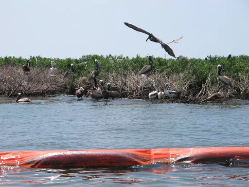 Brown pelicans are shown perching in mangrove bushes damaged by oil on Queen Bess Island in Louisiana's Barataria Bay, June 21, 2010. On Monday, Oct. 17, 2022, a federal appeals court ordered a nine-year-old lawsuit filed against oil and gas companies over damage to Louisiana's wetlands to be returned to state court for trial, potentially clearing the way for at least 41 similar suits to move forward. (AP Photo/John Flesher, File)