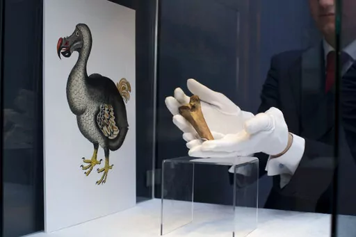 A rare fragment of a Dodo femur bone is displayed for photographs next to an image of a member of the extinct bird species at Christie's auction house's premises in London, March 27, 2013. Colossal Biosciences has raised an additional $150 million from investors to develop genetic technologies that the company claims will help to bring back some extinct species, including the dodo and the woolly mammoth. Other scientists are skeptical that such feats are really possible, or even advisable for co