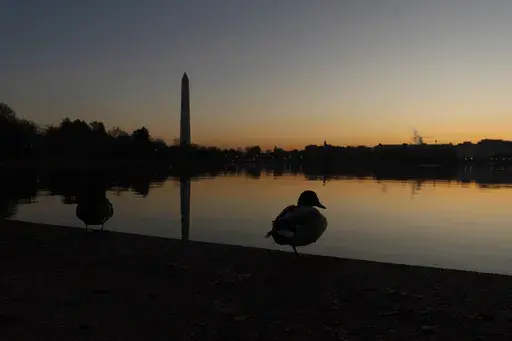 A mallard duck rests on the edge of a path around the Tidal Basin as the sun rises in Washington, Sunday, March 5, 2023, with the Washington Monument in the background. (AP Photo/Manuel Balce Ceneta, File)