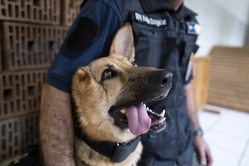 Rambo, a German Shepherd, who was injured in Ukraine's embattled Kharkiv region and was later adopted by the Budapest Police's dog squad is photographed, in Budapest Hungary. June 6, 2023. Rambo is now training with the Budapest Police in neighboring Hungary, and setting an example that dogs and people, can do great things despite their disabilities. Three-year-old Rambo accompanied Ukrainian soldiers on the front line in Ukraine's Kharkiv region when a rocket attack sent shrapnel into his head,