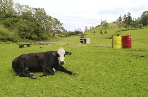 A cow rests near a park bench and trash bins on August 12, 2002 on Australia's remote Norfolk Island. (AP Photo/Rick Rycroft, File)