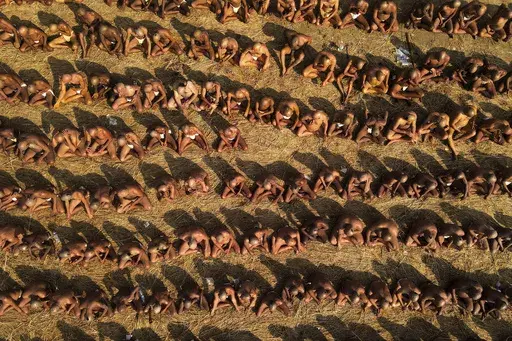 Men with tonsured heads sit in rows for initiation into an order of naked Hindu ascetic holy men known as the Naga Sadhus, during the 45-day-long Maha Kumbh festival in Prayagraj, India, Saturday, Jan. 18, 2025. (AP Photo/Rajesh Kumar Singh)