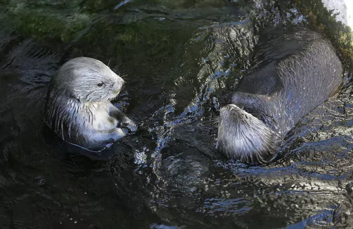 Sea otters loll in the water at the Monterey Bay Aquarium in Monterey, Calif., March 26, 2018. The Code of Federal Regulations has lots to say about how sea otters must be treated in captivity, dictating the minimum size of their pools, among other conditions. Federal regulation lends a helping hand in every corner of American life, or pokes its intrusive finger in everything, depending on your viewpoint. (AP Photo/Eric Risberg, File)