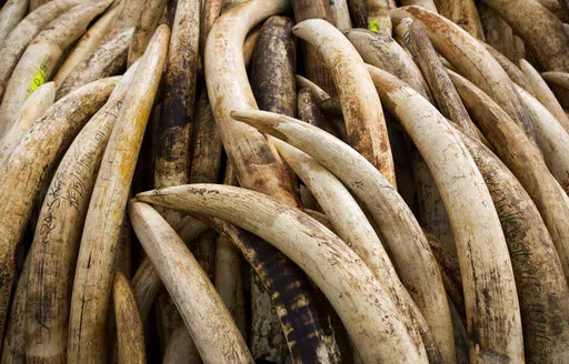 Elephant tusks are stacked in one of around a dozen pyres of ivory, in Nairobi National Park, Kenya on April 28, 2016. According to a report released on Monday, Feb. 14, 2022, scientists found that most large ivory seizures between 2002 and 2019 contained tusks from repeated poaching of the same elephant populations. (AP Photo/Ben Curtis, File)