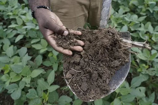 Shalamar Armstrong, associate professor of agronomy at Purdue University, holds a shovel full of soil, Thursday, July 13, 2023, in Fowler, Ind. Cover crops help with maintaining the structure of the soil and storing carbon in the soil, noted by the soil's darker color. (AP Photo/Joshua A. Bickel)