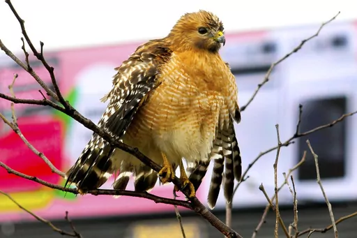 A red-shouldered hawk fluffs up it's feathers and spreads wings to facilitate drying after a thunderstorm in Chattanooga, Tenn., on Dec. 31, 2021. On April 6, 2023, the New Jersey Department of Environmental Protection issued a violation notice against one of its own sub-divisions accusing it of wrongly clearing 15 acres of a wildlife management area in southwestern New Jersey. The work was designed to create habitat for the American woodcock, but wound up destroying habitat for the barred owl, 