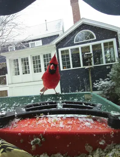 This photo courtesy of Judy Ashley shows a cardinal on her bird feeder in Ipswich, Massachusetts, Dec. 20, 2024. (Judy Ashley via AP)